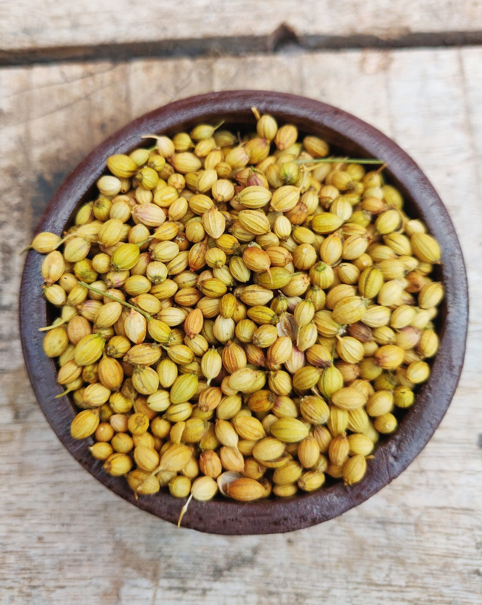 Coriander Seeds/ धनिया/ धणे