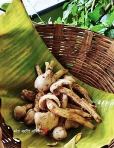 Read more about the article अळंबी/ अळिंबी/ Wild Mushrooms